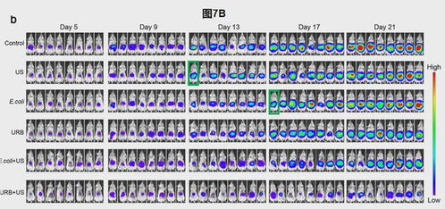 快漏成筛子了 中国学者的13篇nature子刊出现图片重复使用